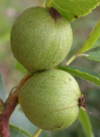 Pignut Hickory