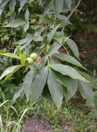 Pignut Hickory