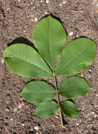 Mockernut Hickory