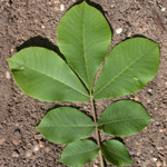 Mockernut Hickory