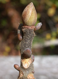 Mockernut Hickory