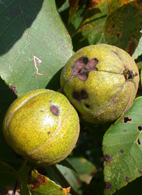 Mockernut Hickory