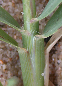 Bermuda-grass