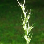 Silky Oat-grass Silky Oat-grass