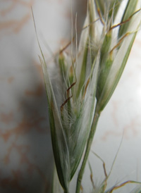 Silky Oat-grass