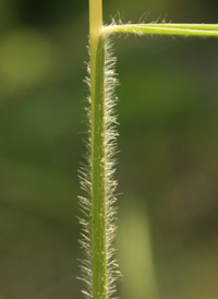 Silky Oat-grass