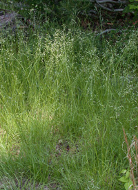 Spiked Oat-grass