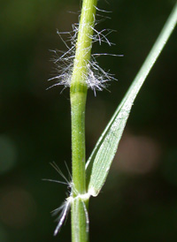 Spiked Oat-grass