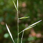 Spiked Oat-grass