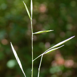 Spiked Oat-grass Spiked Oat-grass