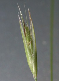 Spiked Oat-grass