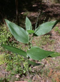 Bosc's Panic-grass