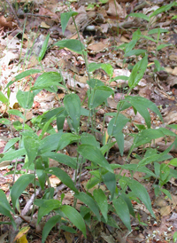 Bosc's Panic-grass