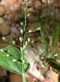 Bosc's Panic-grass