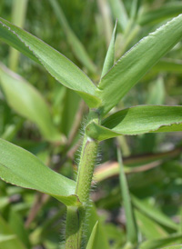 Deer-tongue Panic-grass