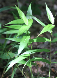 Deer-tongue Panic-grass