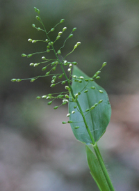 Deer-tongue Panic-grass