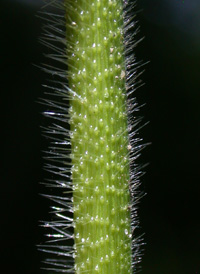 Deer-tongue Panic-grass