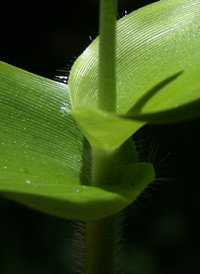 Deer-tongue Panic-grass