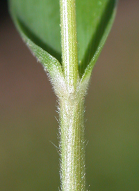 American Panic-grass