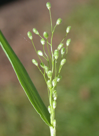 American Panic-grass