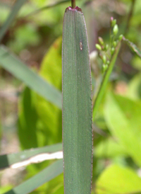 Variable Panic-grass