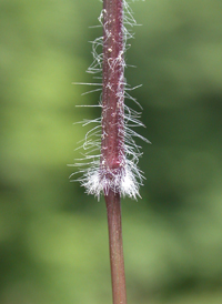 Variable Panic-grass