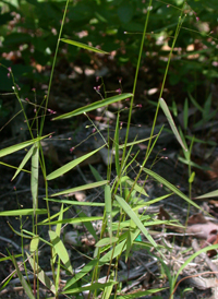 Forked Panic-grass