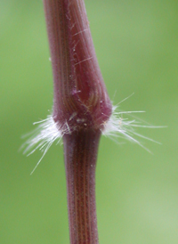 Forked Panic-grass