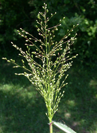 Forked Panic-grass var. ramulosum