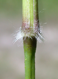 Forked Panic-grass var. ramulosum