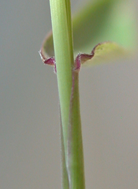 Forked Panic-grass