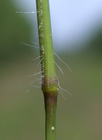 Bog Panic-grass