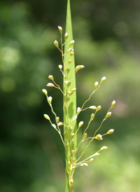 Bog Panic-grass