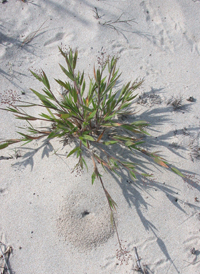 Matting Panic-grass