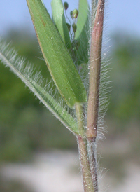 Matting Panic-grass