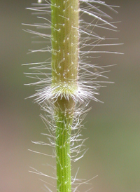 Woolly Panic-grass