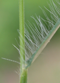 Woolly Panic-grass