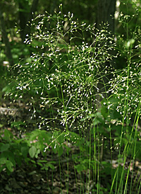 Wavy Hair-grass