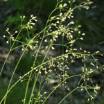 Wavy Hair-grass Wavy Hair-grass