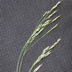 Wavy Hair-grass Wavy Hair-grass