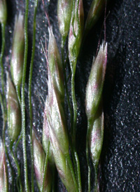 Wavy Hair-grass