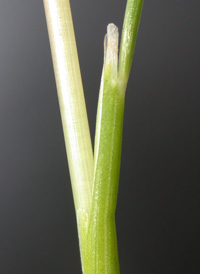 Wavy Hair-grass