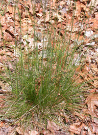 Wavy Hair-grass