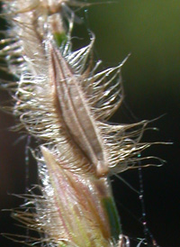 Fringed Crab-grass