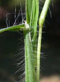 Fringed Crab-grass