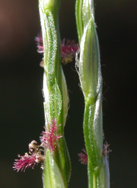 Fringed Crab-grass