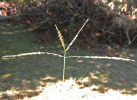 Fringed Crab-grass