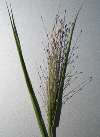 Diffuse Crab-grass