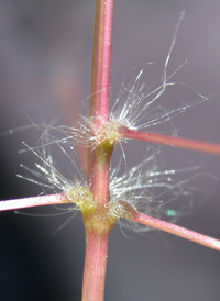 Diffuse Crab-grass